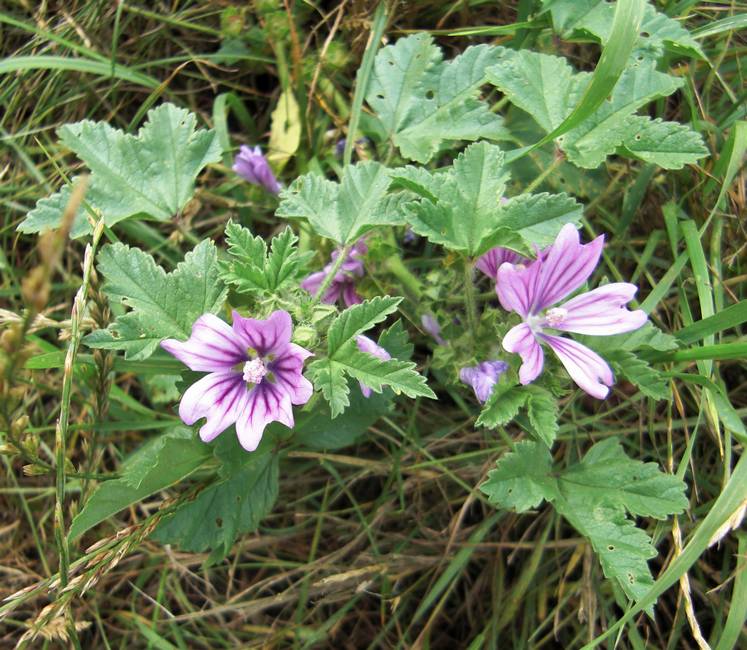 malva-sylvestris