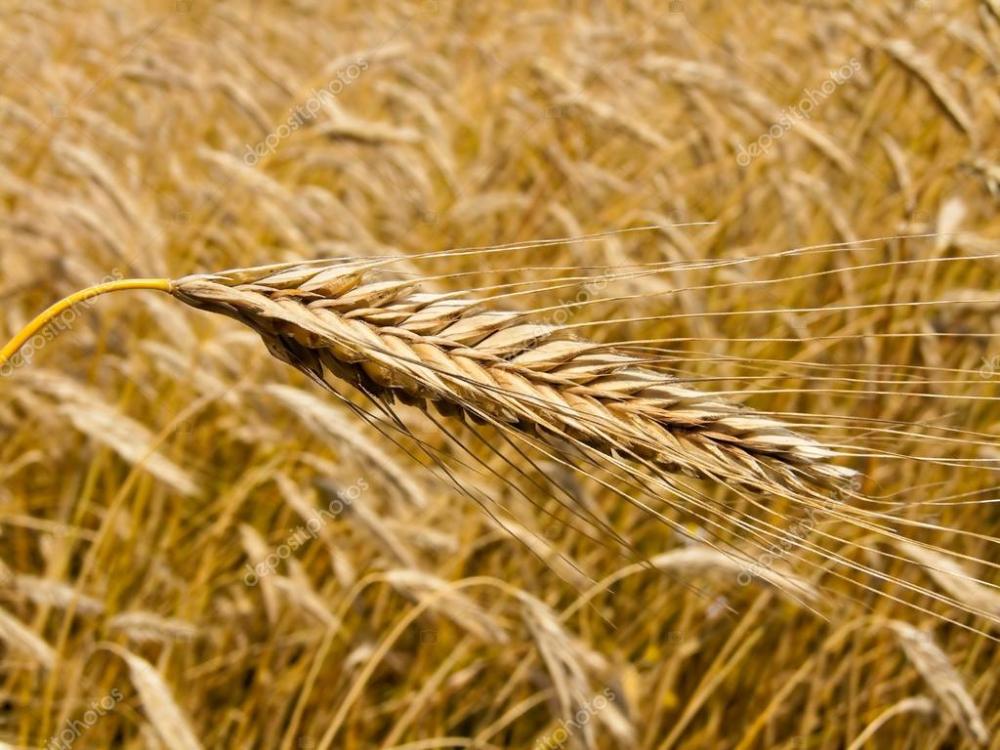 depositphotos_8285145-stock-photo-wheatfield-with-barley-spike