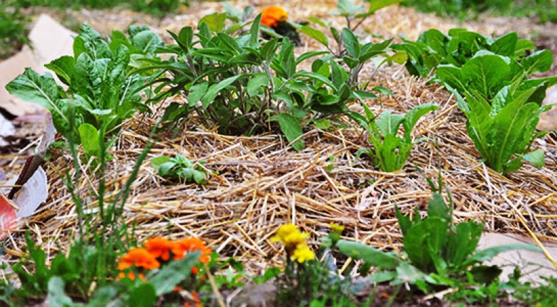 orto-sinergico-810x446_c